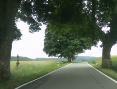Silnice lemovaná stromy