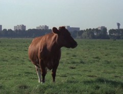 Kráva u dálnice