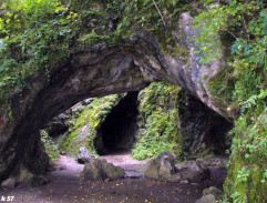 Lev s bílou hřívou