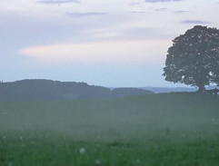 Pod osamělým stromem