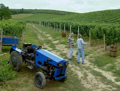 S traktorem na vinici