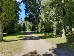 Kočičí princ