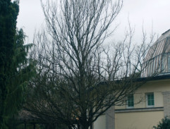 LDN v Krči