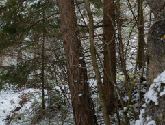 Na druhém břehu svoboda