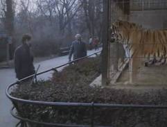 pavilón tigrov