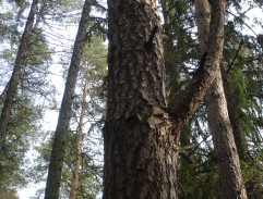 Strom v lese