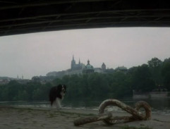 Pes pod Čechovým mostem