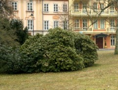 v parku