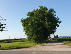 Muž s koněm
