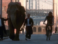 Slon na ulici