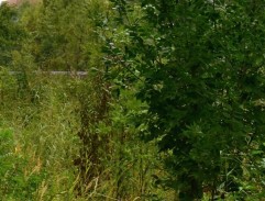 S02E03 Veľký hráč