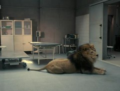 Lev na ošetřovně