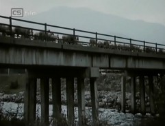 Ovce na mostě