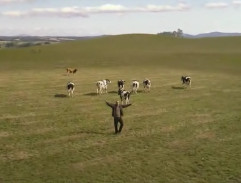 Krávy na svobodě