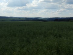 Jízda s koňskými saněmi