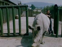 pavilón nosorožcov