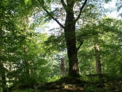 Dům dědečka a babičky