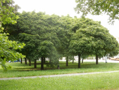 12. Loupež