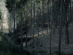 Jesličky v lese