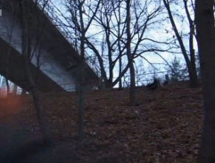 Bruslaři