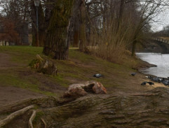 Igor Moravec na kmenu