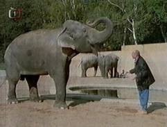 pavilón slonov