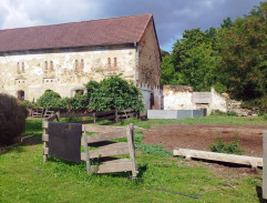 Krmení ovcí