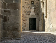 Černý Tulipán