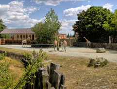 pavilón žiráf