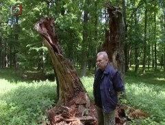 Strom královny Johanky v Blatné