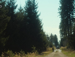 Cesta v lese