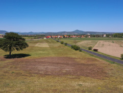 Osamělá borovice