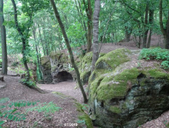 S03E07 Bláznovo zlato