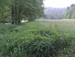 3. Medovina