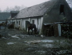 kôň