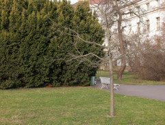 Žiletky