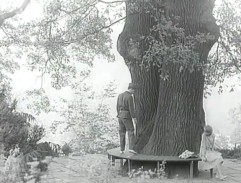 strom v parku