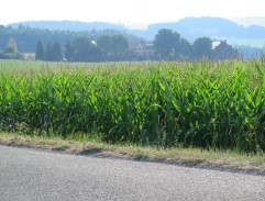 cesta pri veľkostatku