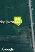 Pod javorem